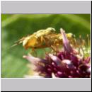 Terellia tussilaginis - Bohrfliege 03.jpg